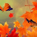 Fall Bright Butterflies