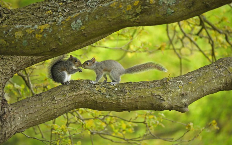 Loving Squirrels
