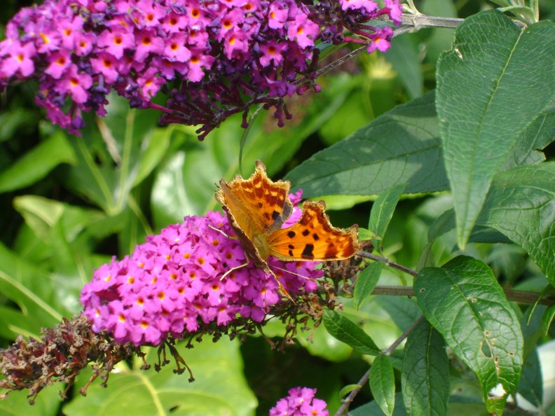 Garden Butterfly