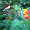 Glass winged Butterfly