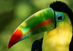 Toucan _ hdr