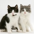 Persian cross kittens