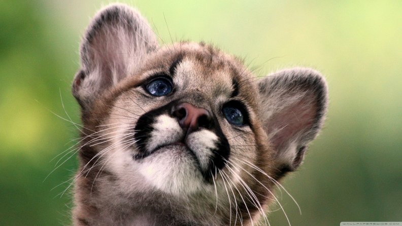 cute cougar cub