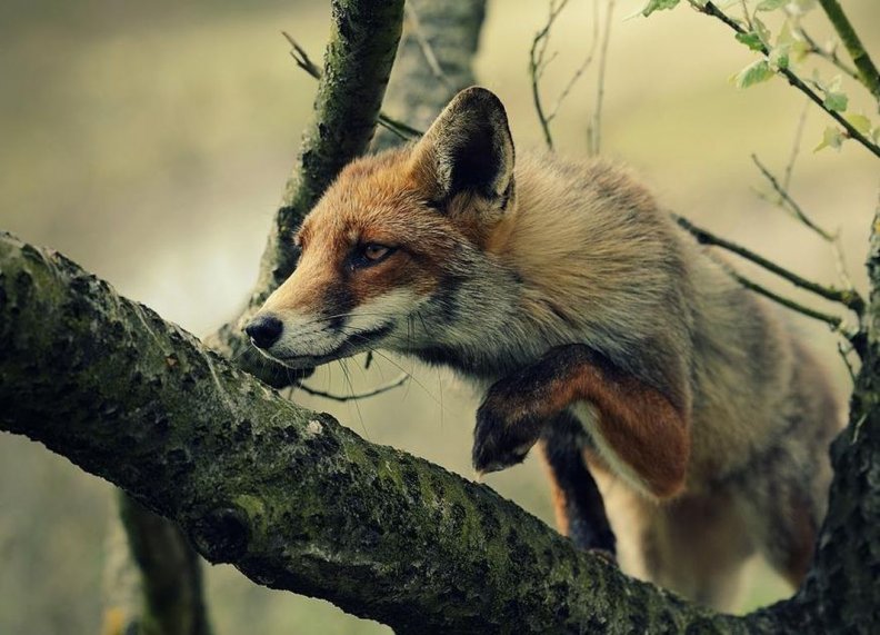 fox_on_the_branch.jpg