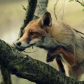 Fox on the branch