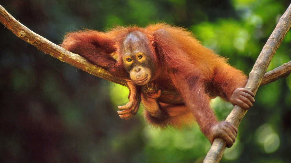 Orangutan &quot;Hanging Around&quot;