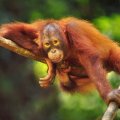 Orangutan "Hanging Around"