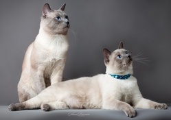 We Are Siamese if You Please