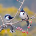 Red_whiskered Bulbuls