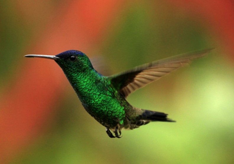 rufous_tailed_hummingbird.jpg