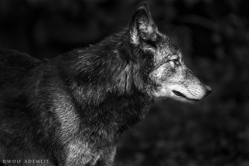 grey_wolf_profile.jpg
