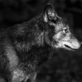grey wolf profile