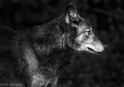 grey wolf profile
