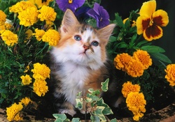 cute kitty among flowers