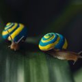Cute snails
