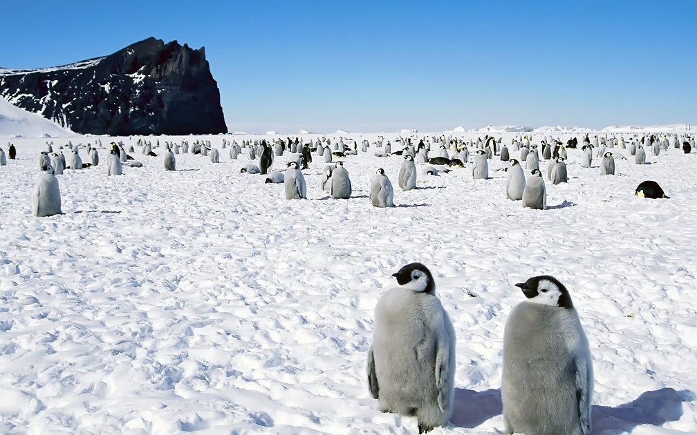 Crowd of Penguins