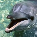 talking dolphin