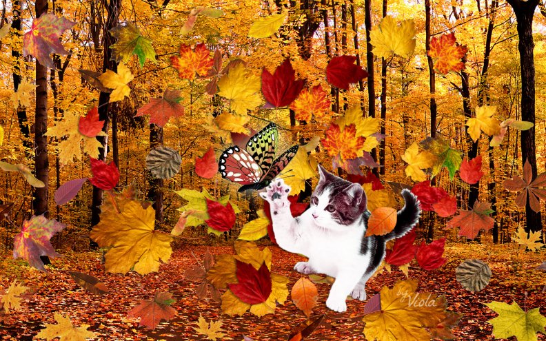 autumn_kitty.jpg