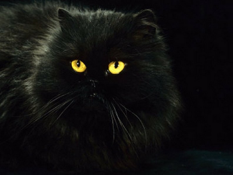 black_cat.jpg