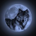 Wolf Blue Moon