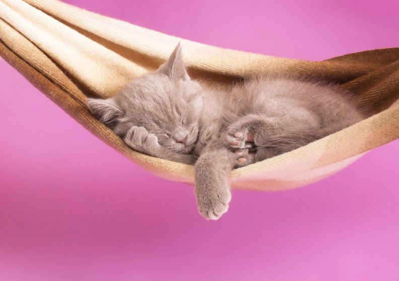 kitty_in_hammock.jpg