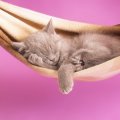 Kitty in hammock