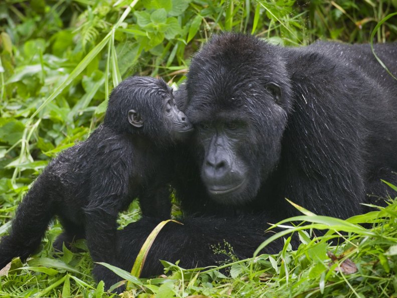 Adult and Baby Gorilla