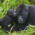 Adult and Baby Gorilla