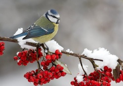 Bird on Berry Branch in Winter