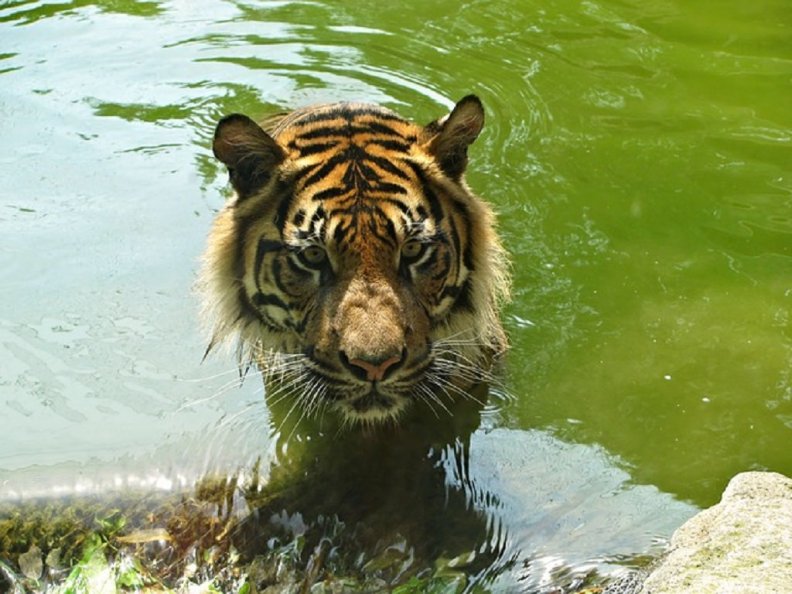 TIGER IN WATER