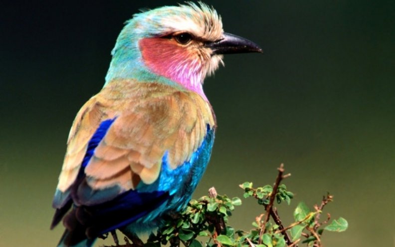 Beautifully_colored bird