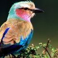 Beautifully_colored bird