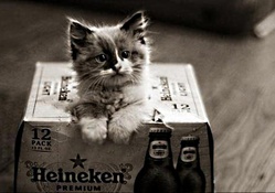 Little cat in a box
