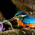 Kingfisher feeding her babies