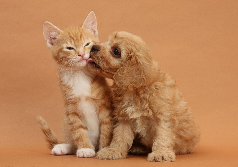 cute_puppy_and_kitten.jpg
