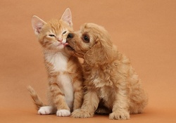 cute puppy and kitten