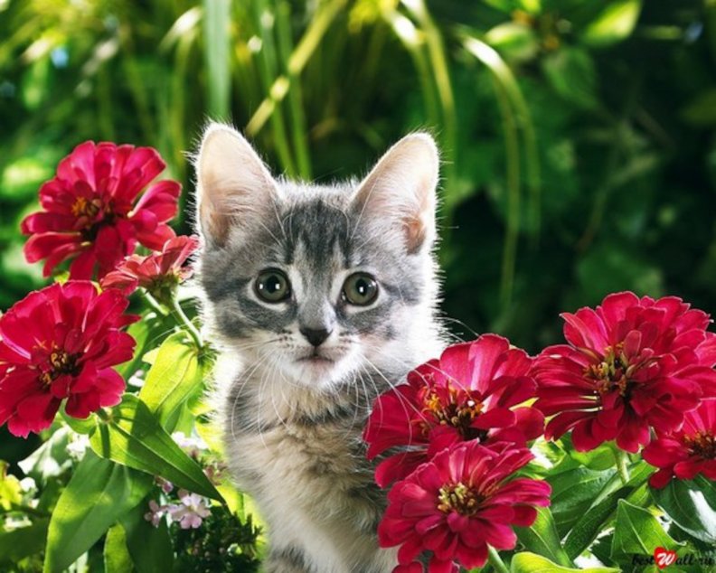 Cute Kitten in the Garden