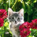 Cute Kitten in the Garden