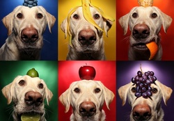 Fruits dog :)