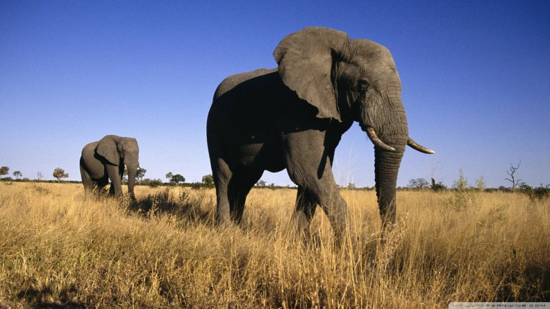 african_elephants.jpg