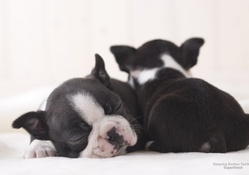 Sleeping Boston Terriers