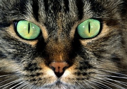 Cat _ Green eyes
