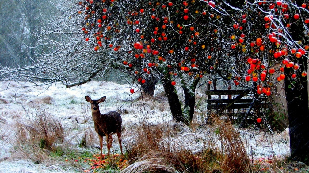 doe under an apple tree in winter