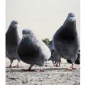 Painted pigeons