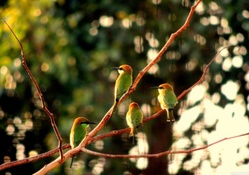 Goria birds