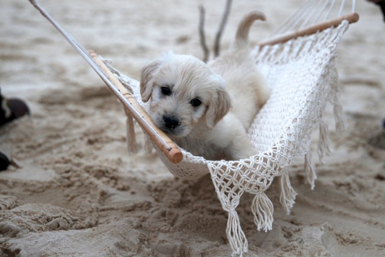 Come in my hammock!