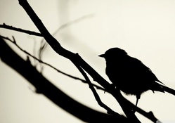 bird silhouette
