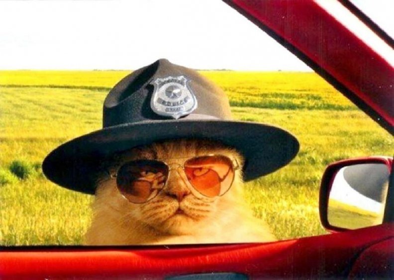 Your License and Registration