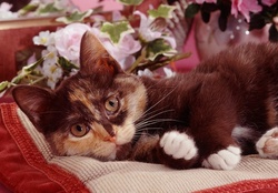 Cute cat on a cushion