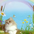 Cat Rainbow Wishes